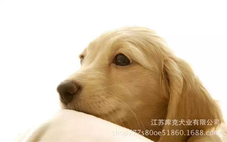 金毛犬的减肥之道：如何科学合理地控制饮食(1)