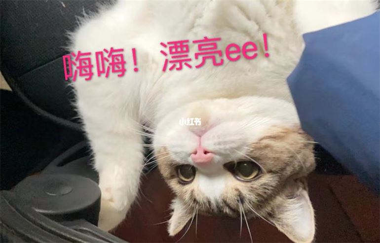 如何让你的猫咪减肥变壮(1)