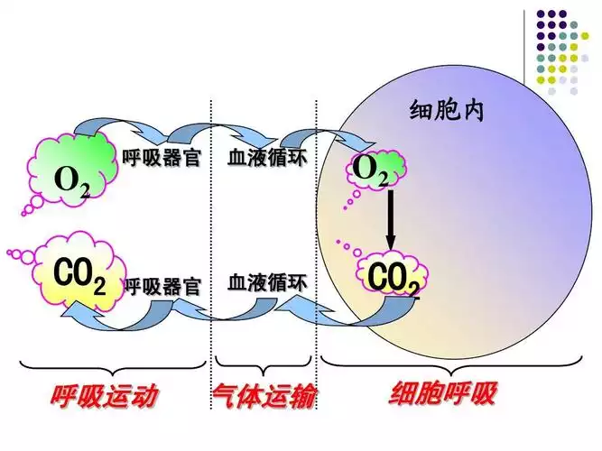 《揭秘呼吸减肥法的真相：科学有效还是伪科学？》(1)