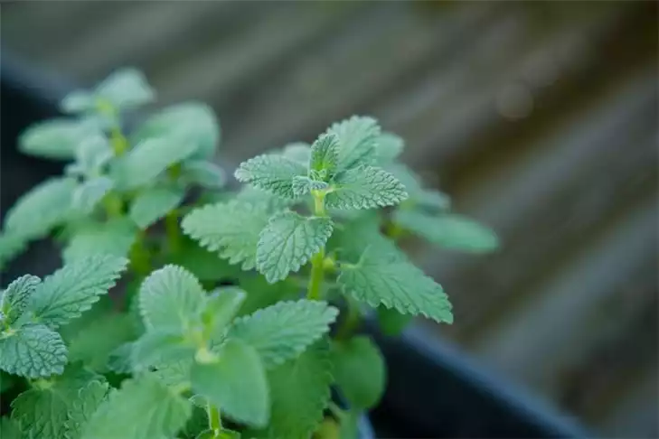 薄荷减肥方法：真相揭秘(2)