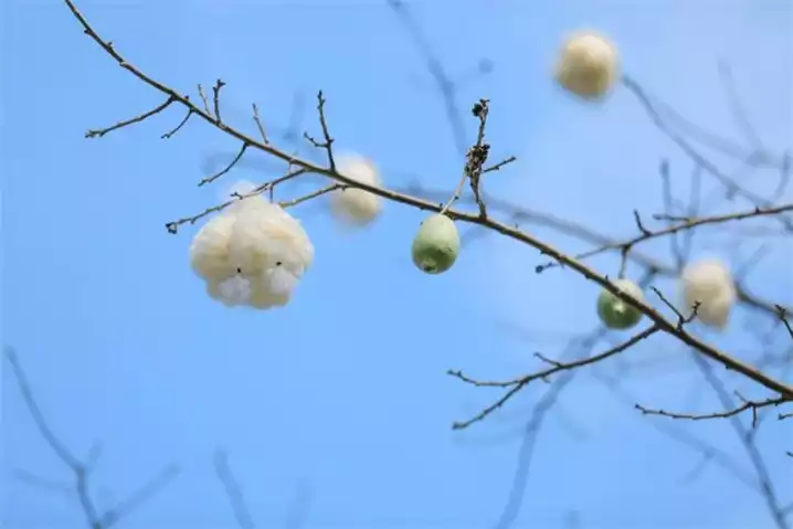 木棉豆腐热量高吗？减肥可以吃吗？(1)