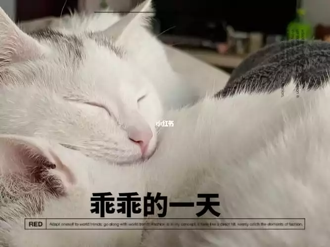 睡眠与减肥：如何睡觉才能瘦得更快？(1)