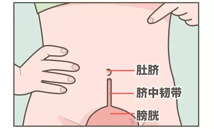 按肚脐减肥法：真的有效吗？(1)