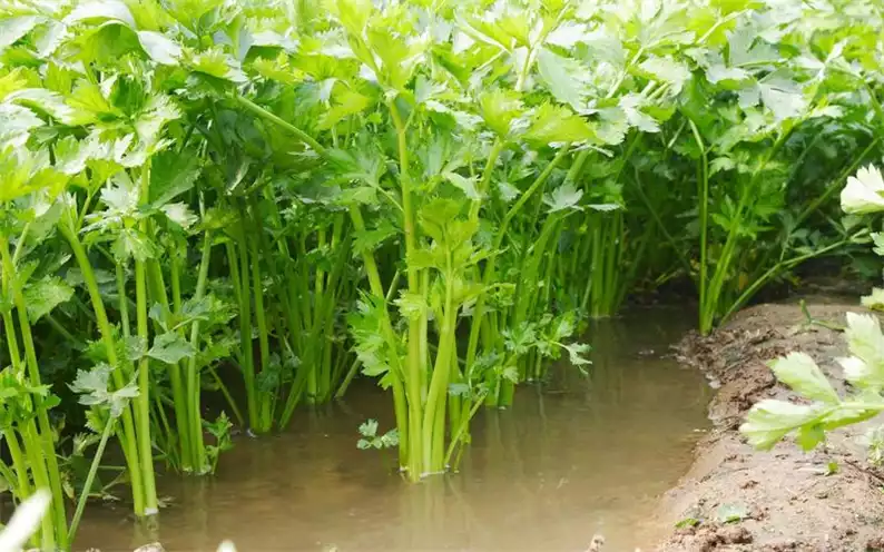 生芹菜汁减肥法：科学有效的健康减肥方法(1)